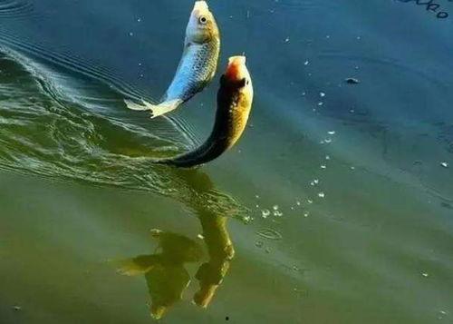 娱乐吃瓜钓鱼视频